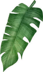 Shape